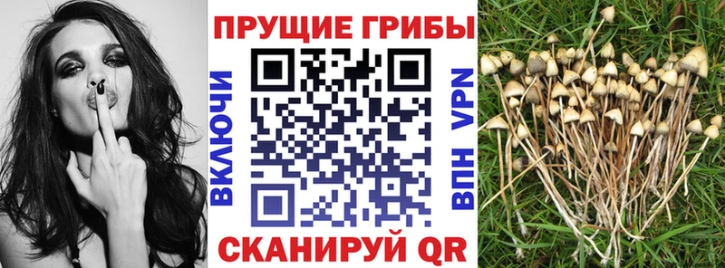 Галлюциногенные грибы GOLDEN TEACHER  Шлиссельбург 